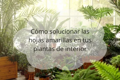 Hojas amarillas en plantas de interior