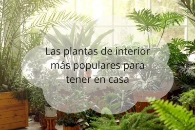 plantas de interior más populares