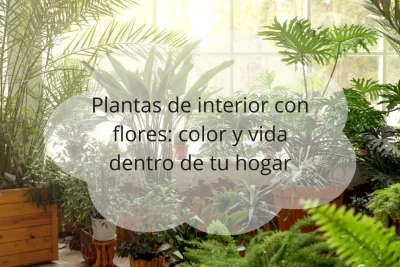 Plantas de interior con flores