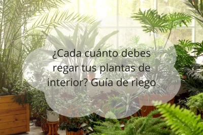 Frecuencia de riego en plantas de interior