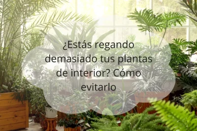 Regar demasiado las plantas de interior