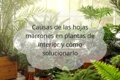 Causas de las hojas marrones en plantas de interior