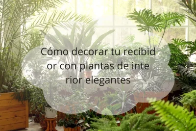 Plantas de interior para decorar recibidores