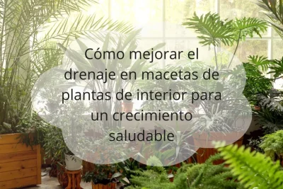 Cómo mejorar el drenaje en macetas de plantas de interior