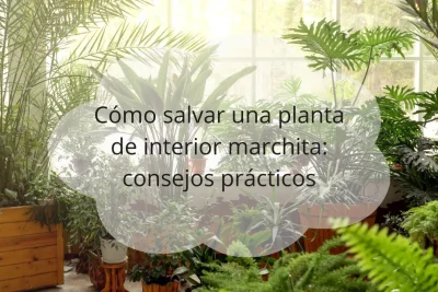 Cómo salvar planta de interior marchita
