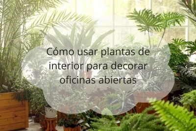 Plantas de interior para oficinas abiertas
