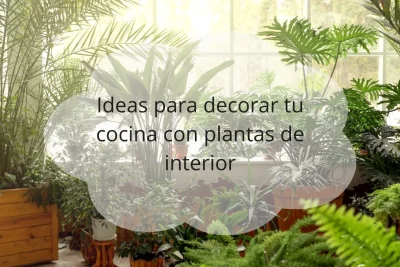 Plantas de interior para cocinas
