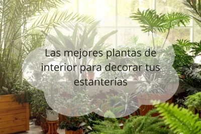 Plantas de interior para decorar estanterías