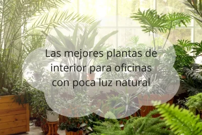 Plantas de interior para oficinas con poca luz
