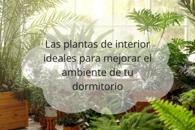 Plantas de interior para dormitorio