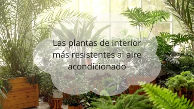 Plantas de interior resistentes al aire acondicionado