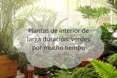 Plantas de interior de larga duración