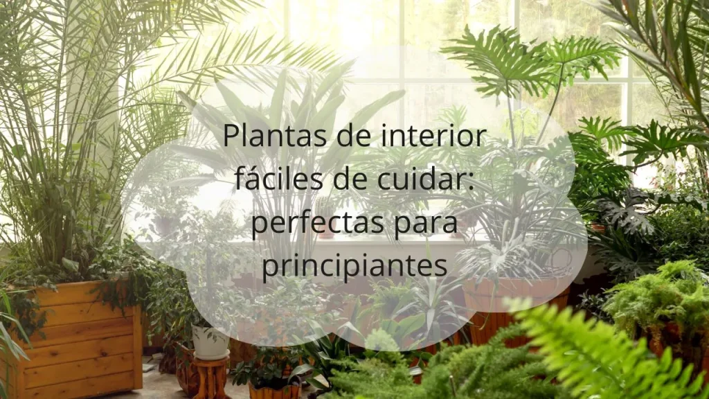 Plantas de interior fáciles de cuidar
