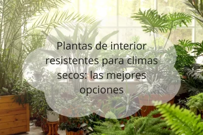 plantas de interior para climas secos