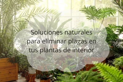 Soluciones naturales para plagas en plantas de interior