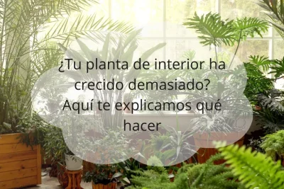 ¿Tu planta de interior ha crecido demasiado?