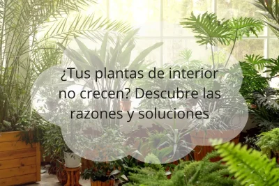 Plantas de interior no crecen