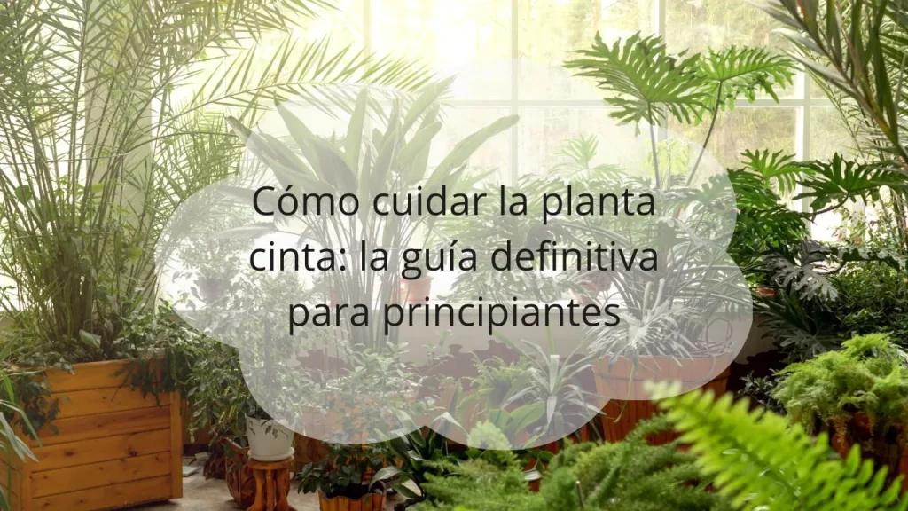 Cómo cuidar la planta cinta