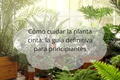 Cómo cuidar la planta cinta