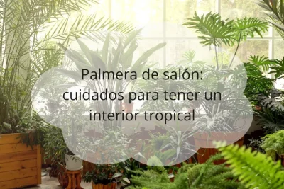 Cuidados palmera de salón
